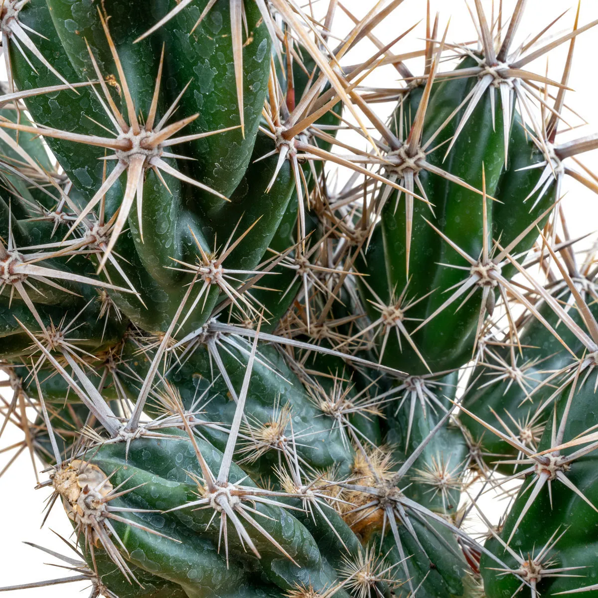 Opuntia invicta (Grusonia invicta) — imagen 2