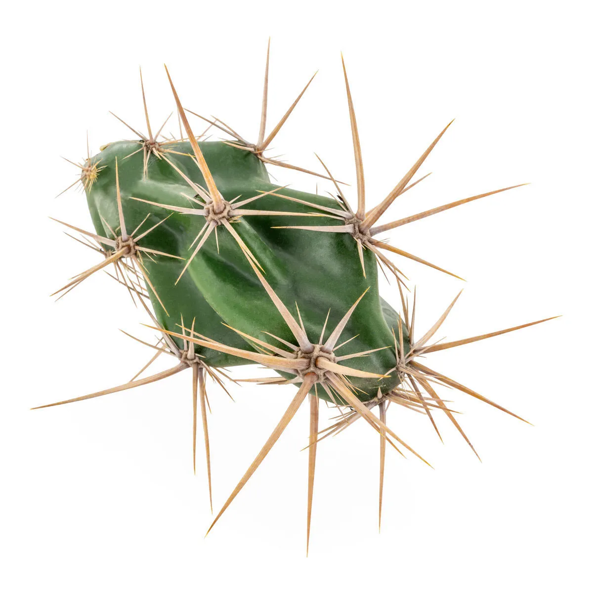 Opuntia invicta (Grusonia invicta) — imagen 3