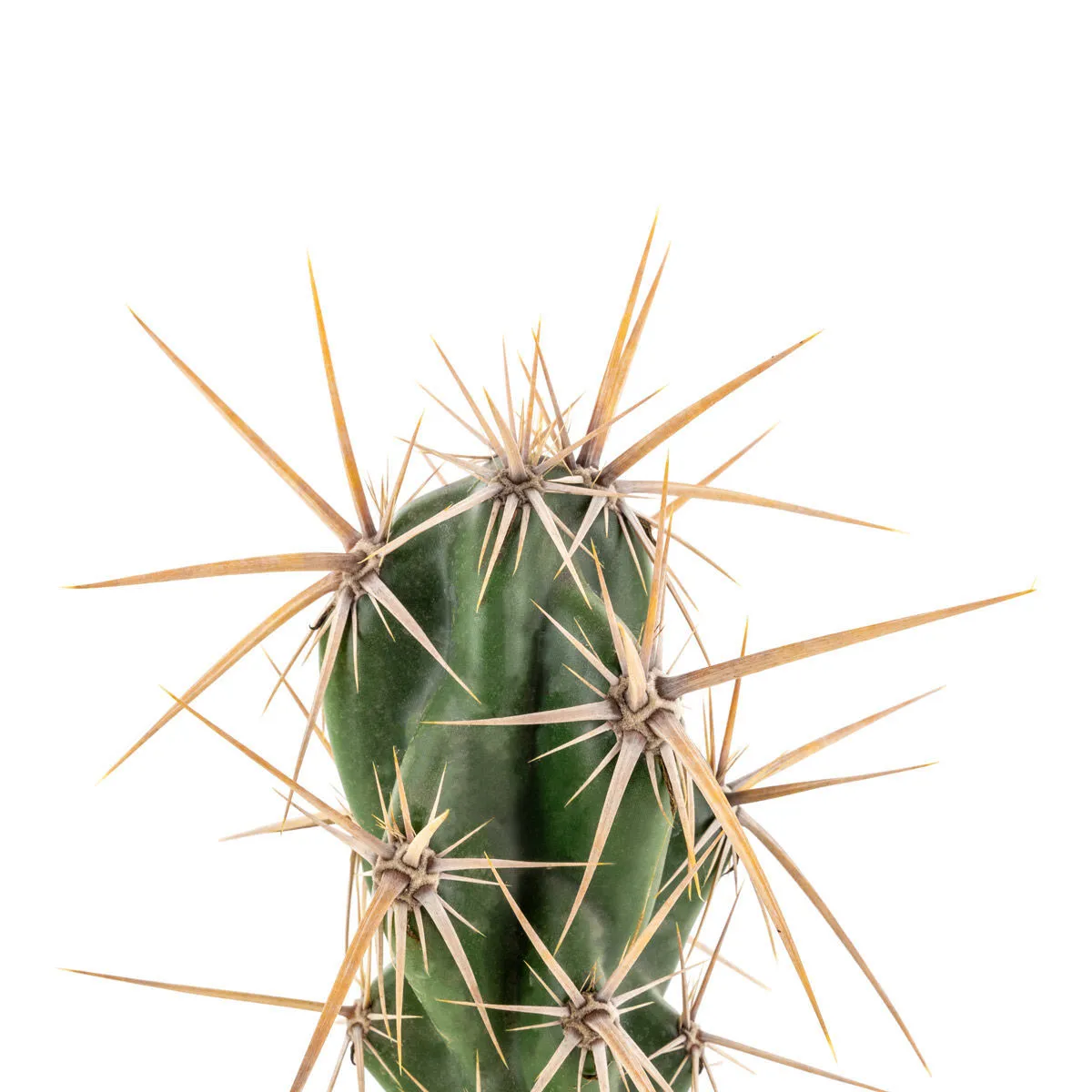 Opuntia invicta (Grusonia invicta) — imagen 4