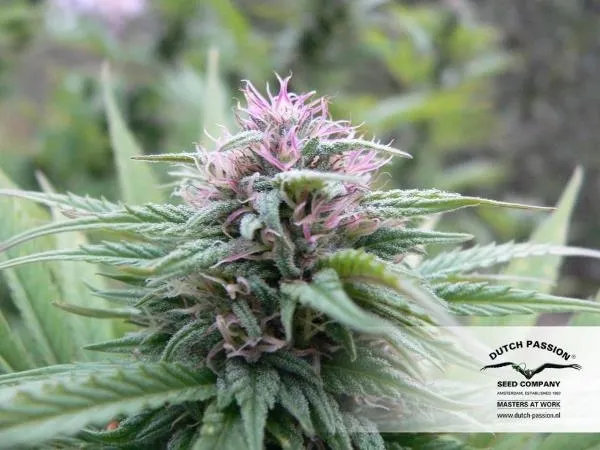 Orange Bud — imagen 2
