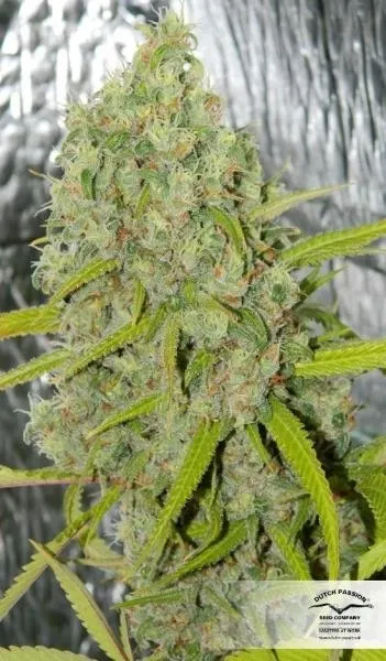 Orange Bud — imagen 3