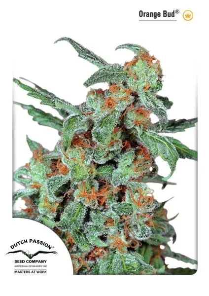 Orange Bud — imagen 4