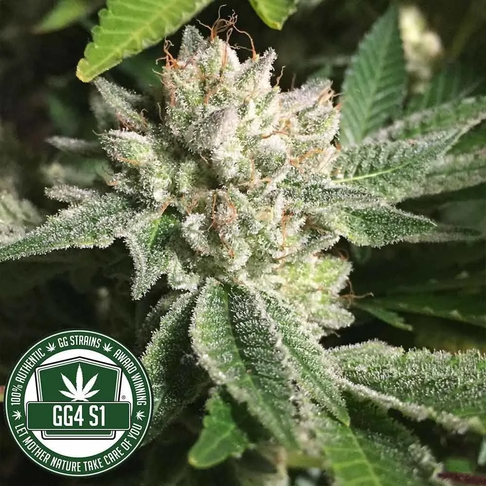 Original Glue | GG4S1 (GGStrains) — imagen 2