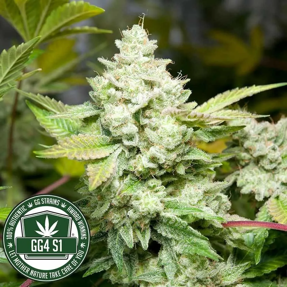 Original Glue | GG4S1 (GGStrains) — imagen 3