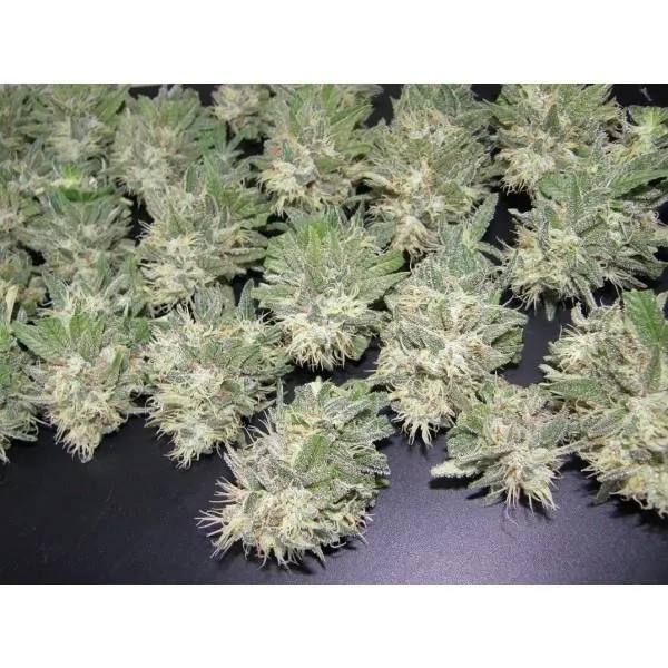 PainKiller — imagen 3
