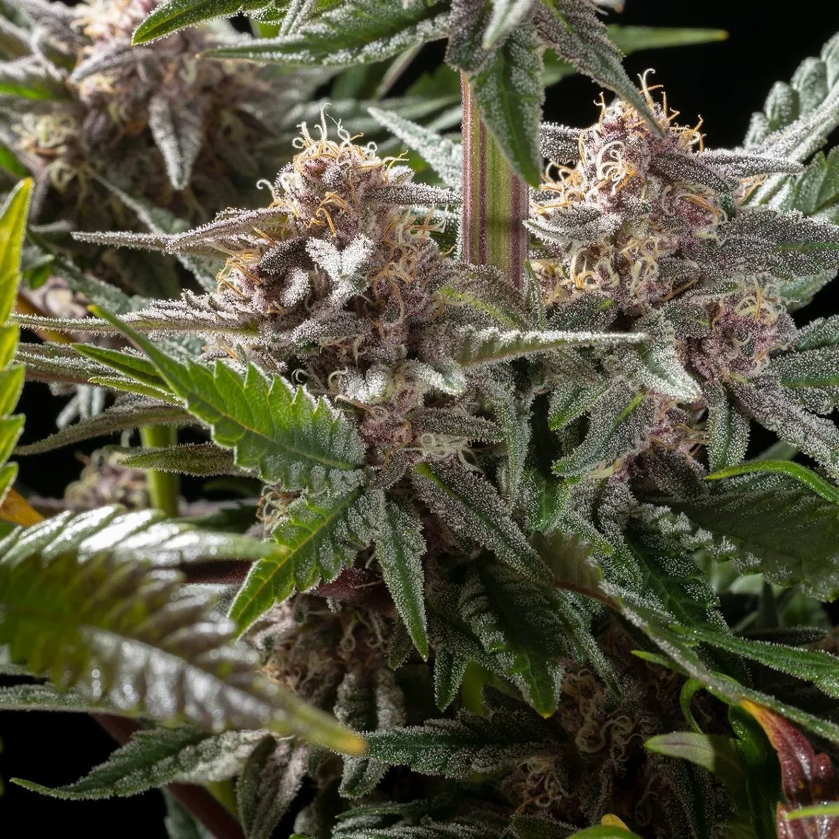 Pink Gelato — imagen 2