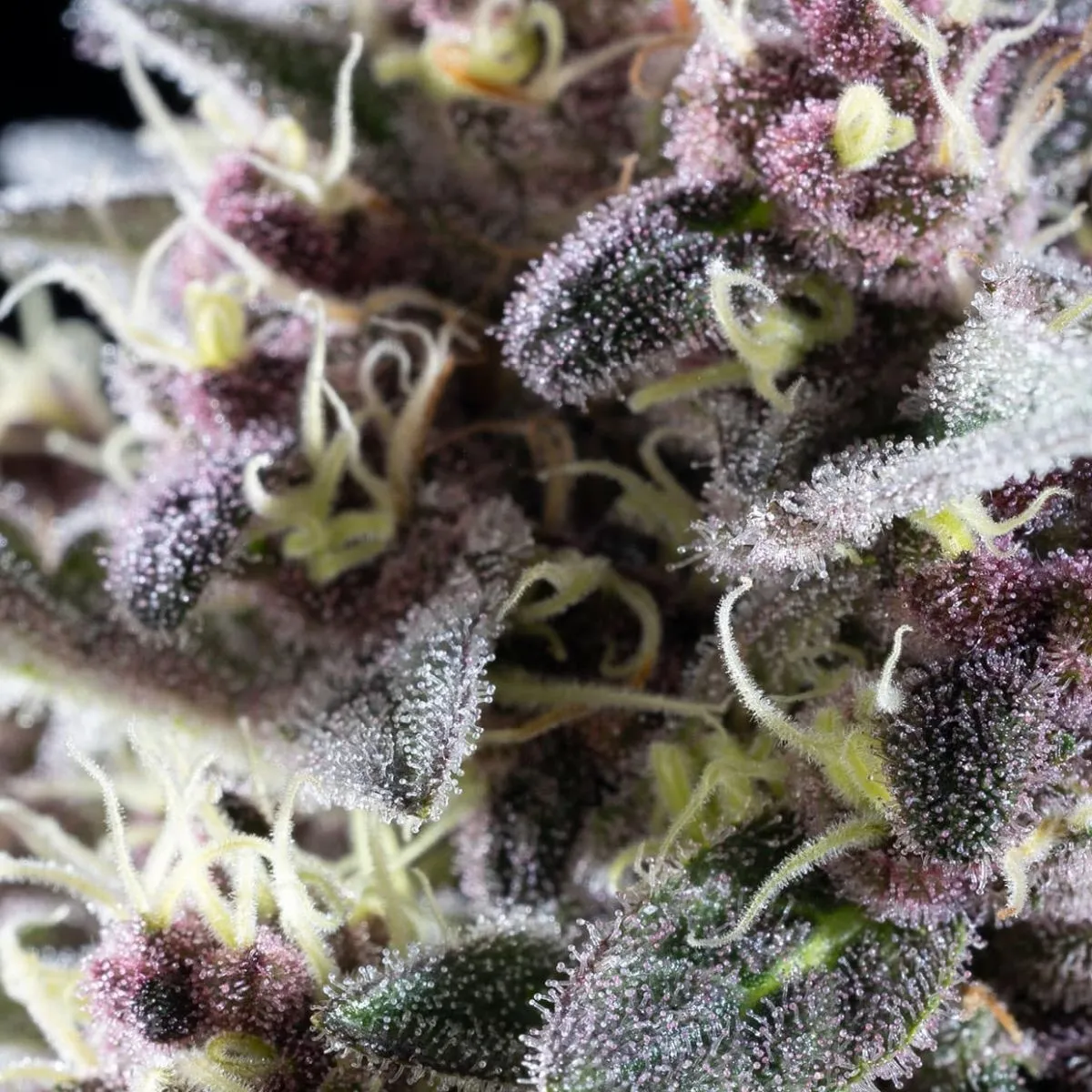 Pink Gelato — imagen 3