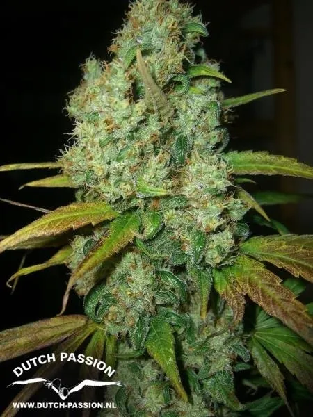Power Plant — imagen 3