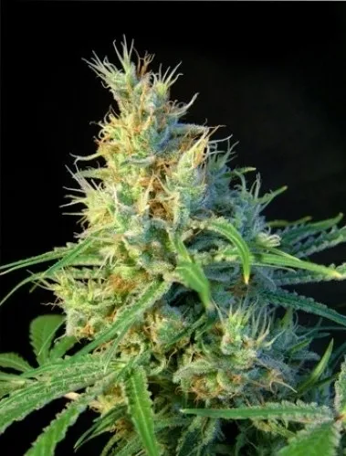 Psicodelicia — imagen 2