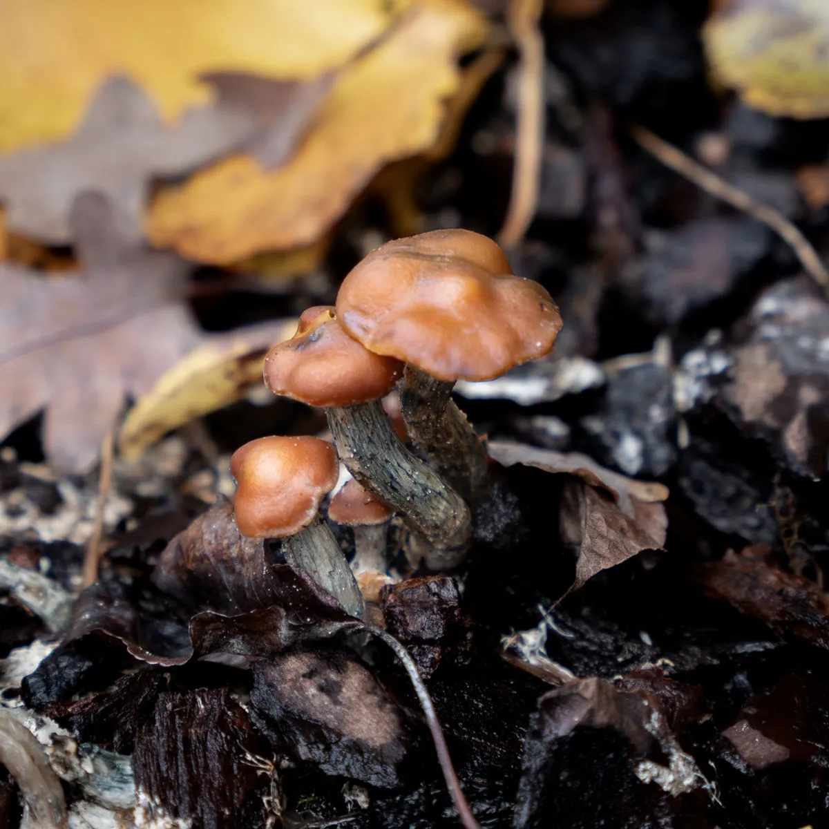Jeringa de cultivo líquido Psilocybe azurescens (Acid Shroomz) — imagen 2