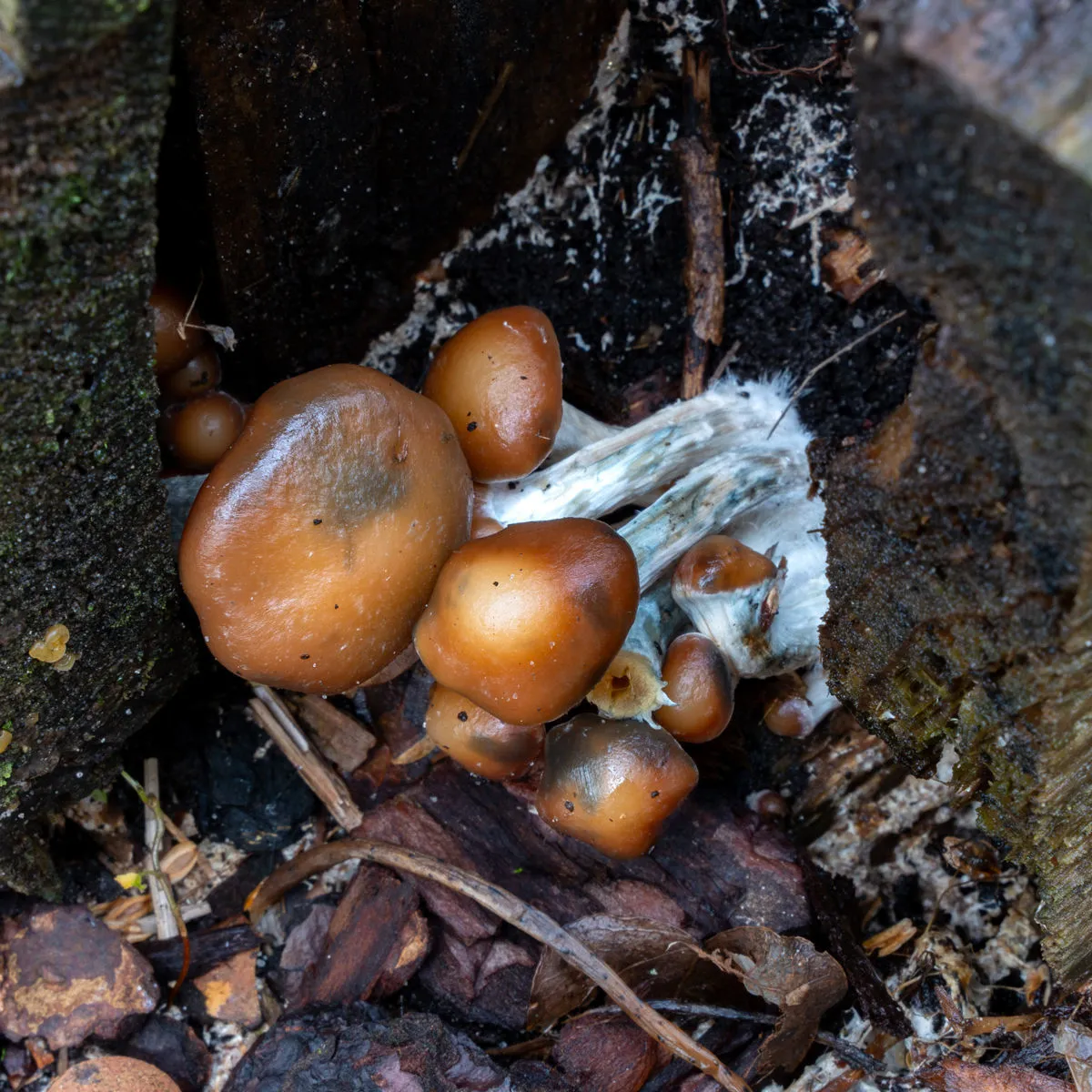 Jeringa de cultivo líquido Psilocybe azurescens (Acid Shroomz) — imagen 3