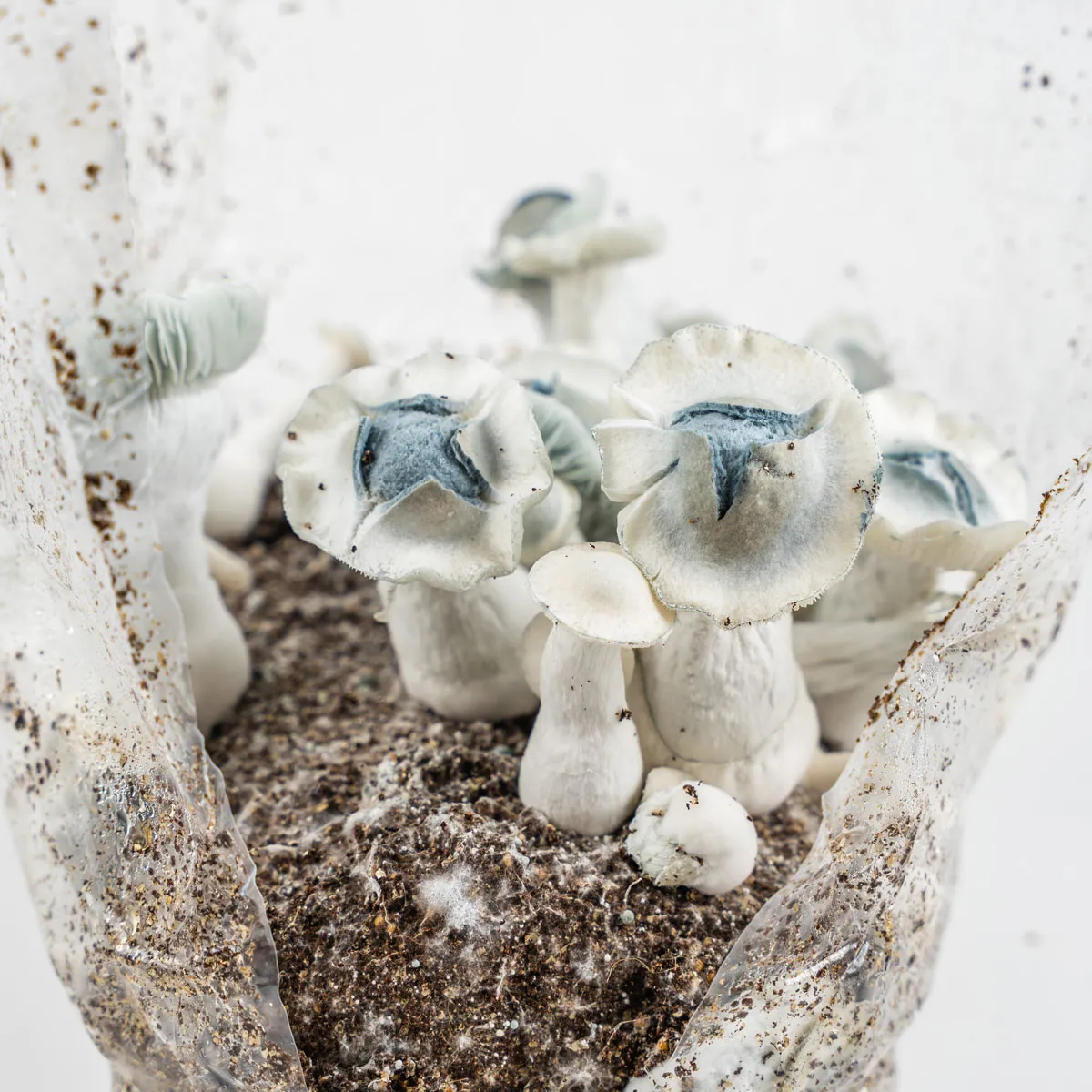 Bolsa Ready-2-Grow 'APE' — imagen 4