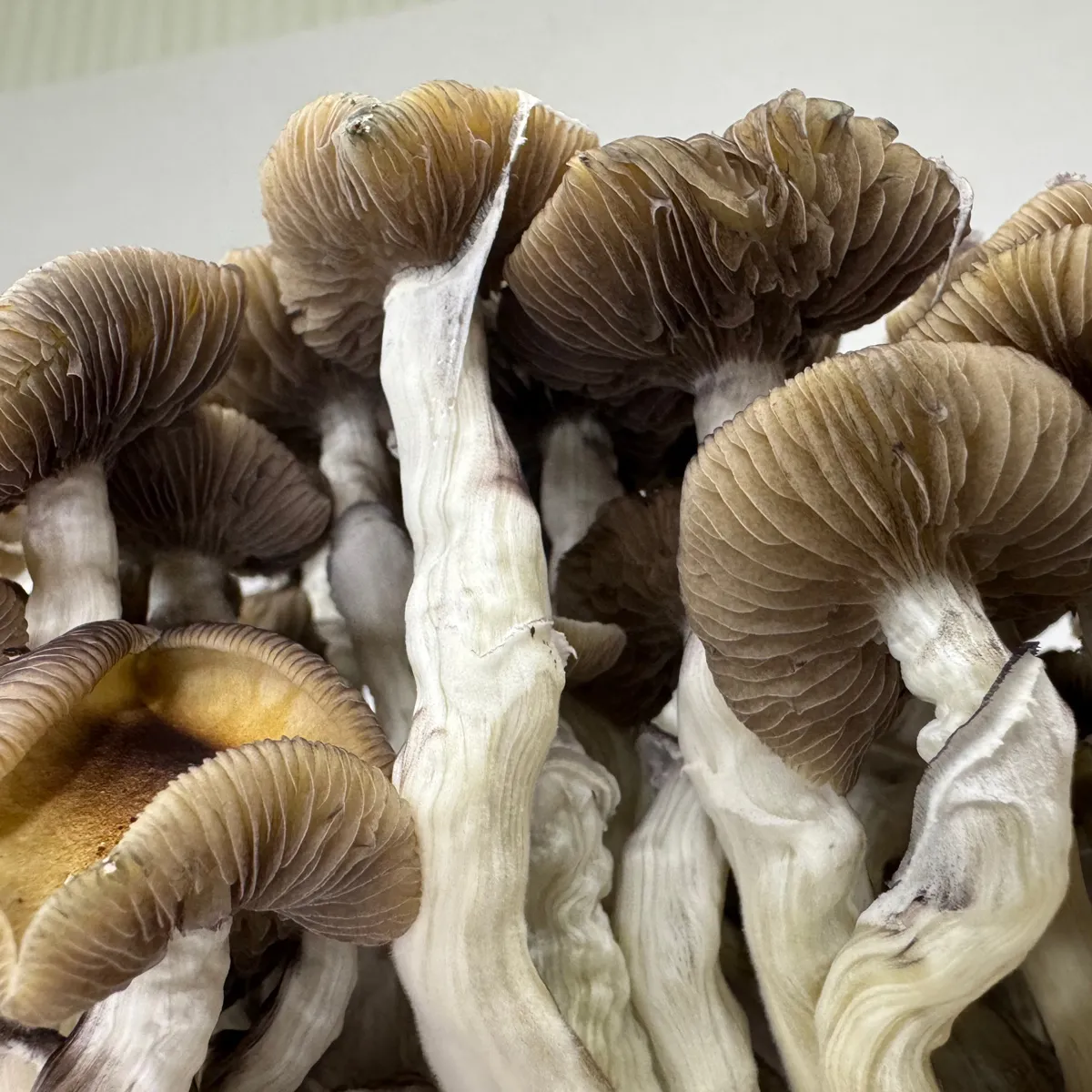 Bolsa de cultivo Ready-2-Grow 'Golden Teacher' — imagen 4