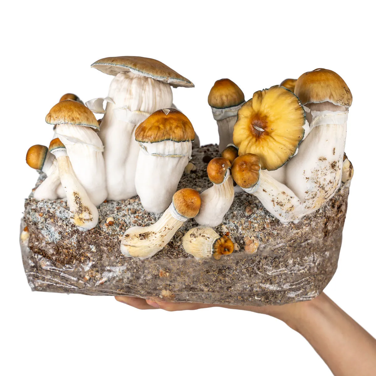Bolsa Ready-2-Grow 'Hillbilly Pumpkin' — imagen 4