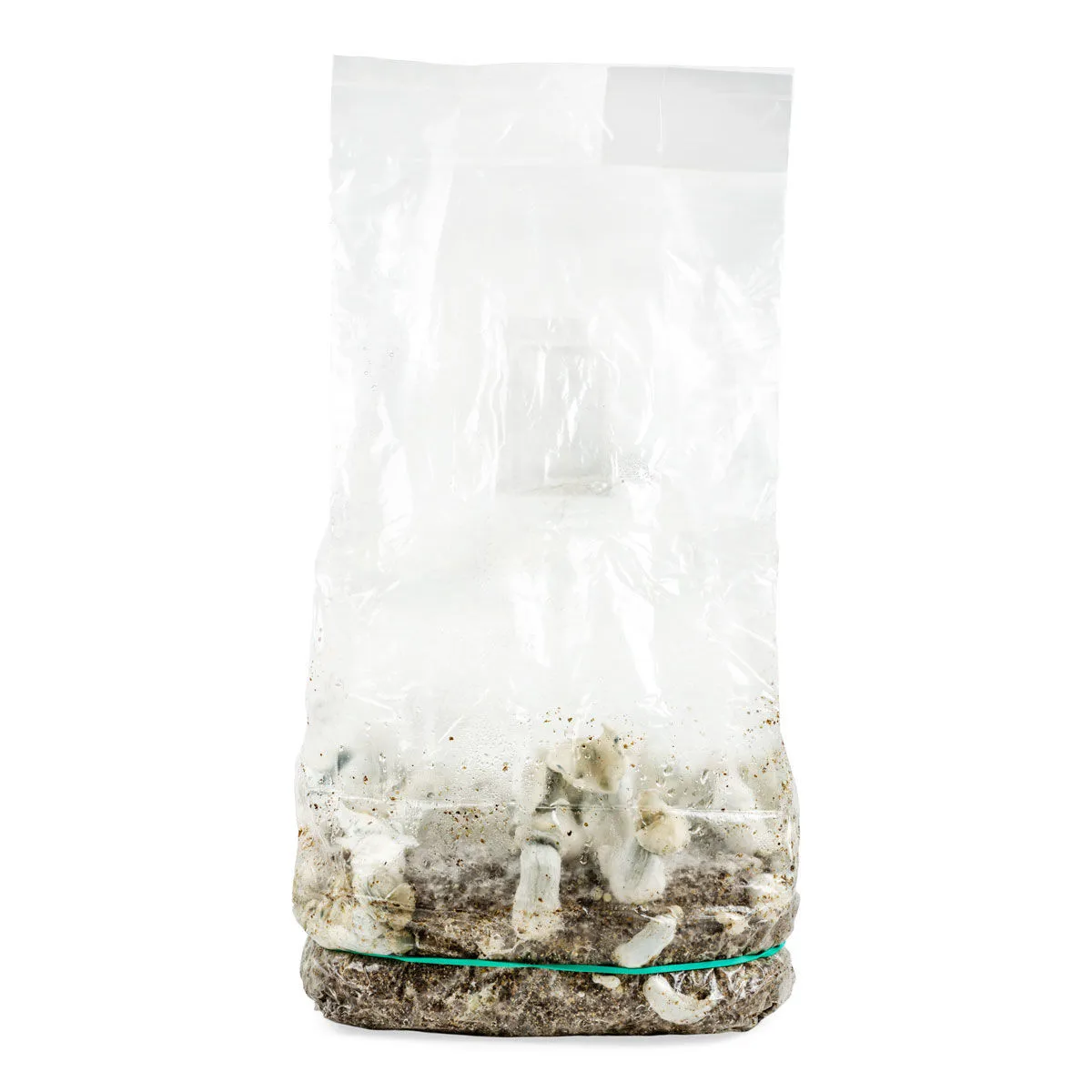 Kit de cultivo Ready-2-Grow 'Jack Rabbit' — imagen 2