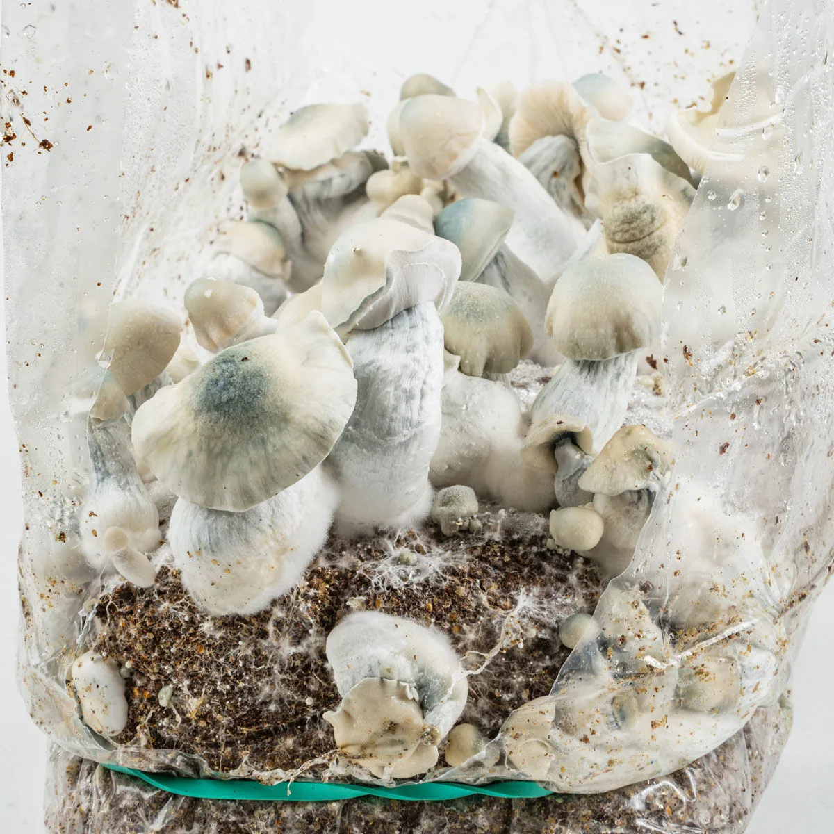 Kit de cultivo Ready-2-Grow 'Jack Rabbit' — imagen 3