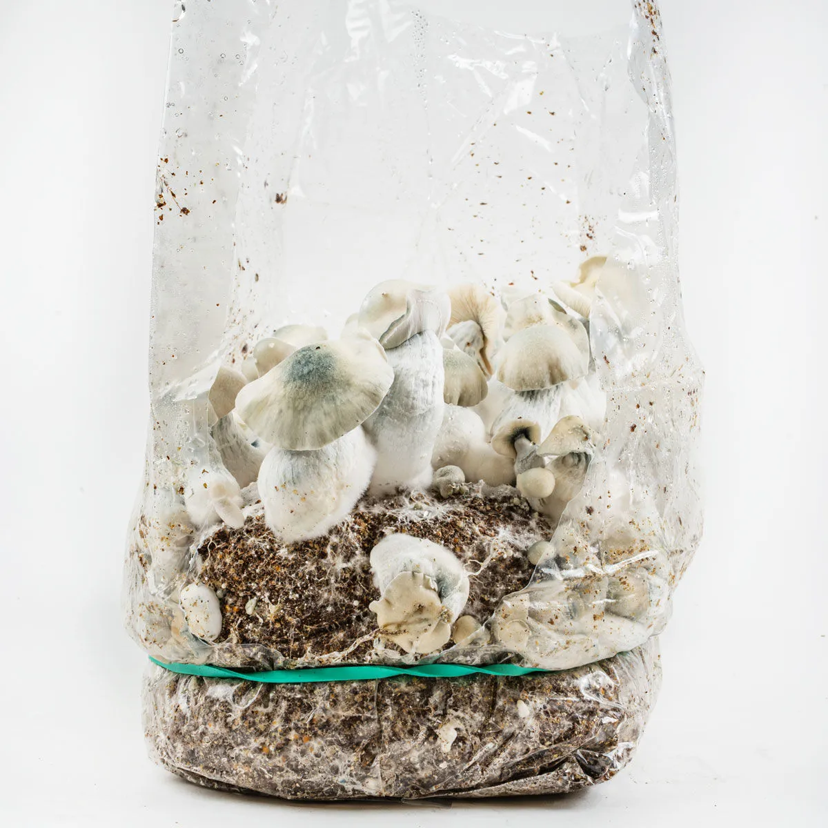 Kit de cultivo Ready-2-Grow 'Jack Rabbit' — imagen 4