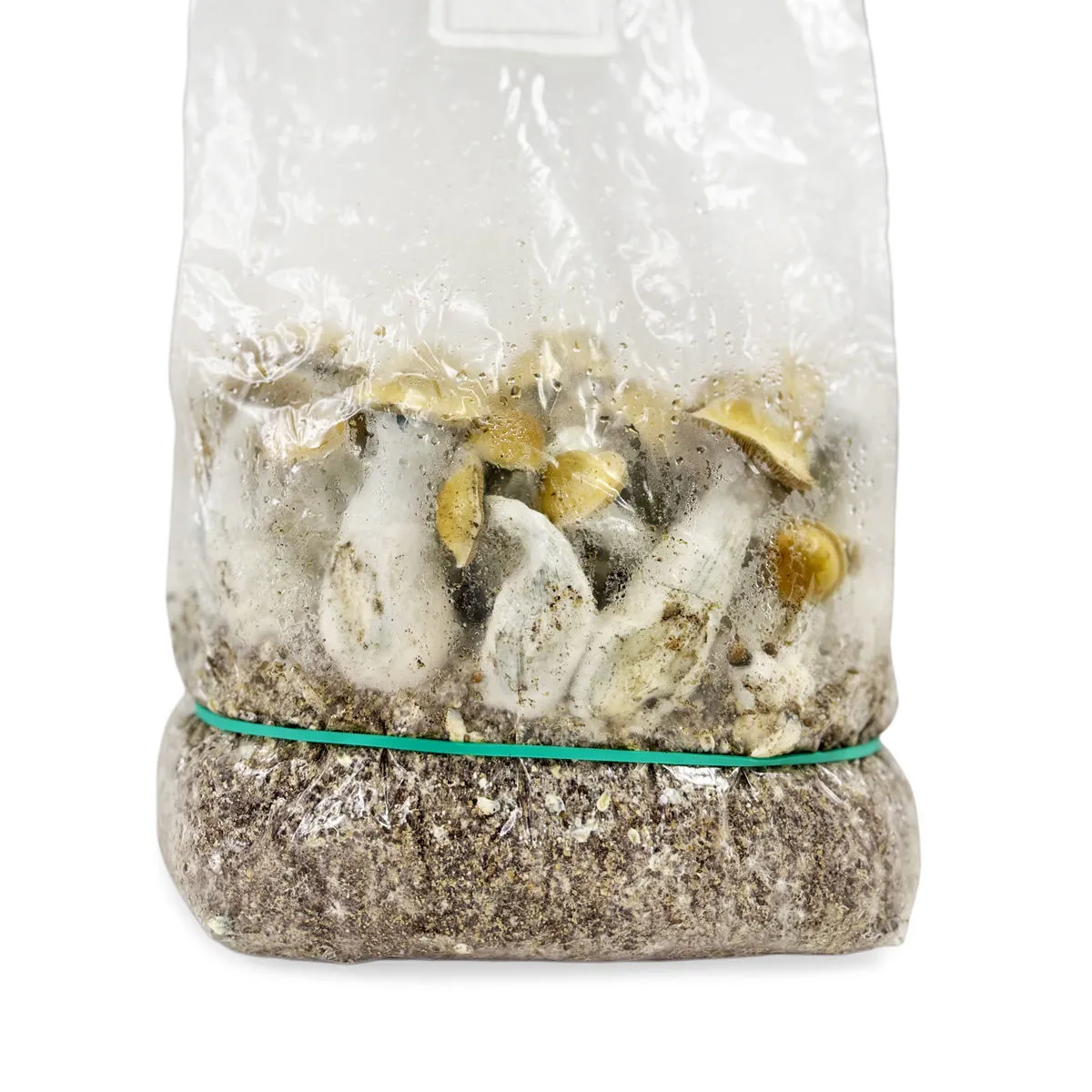 Bolsa de cultivo Ready-2-Grow 'Makilla Gorilla' — imagen 3