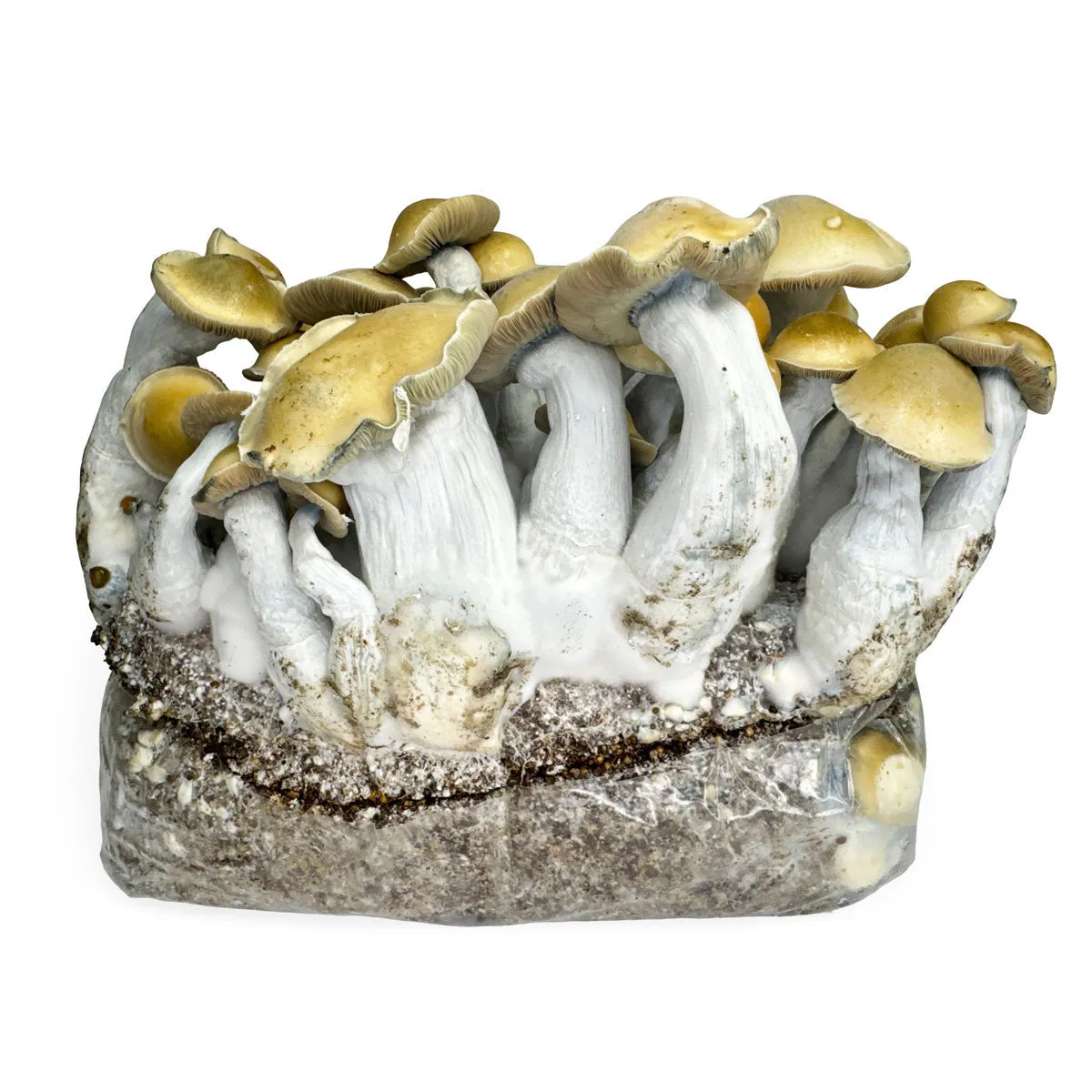 Bolsa de cultivo Ready-2-Grow 'Makilla Gorilla' — imagen 4