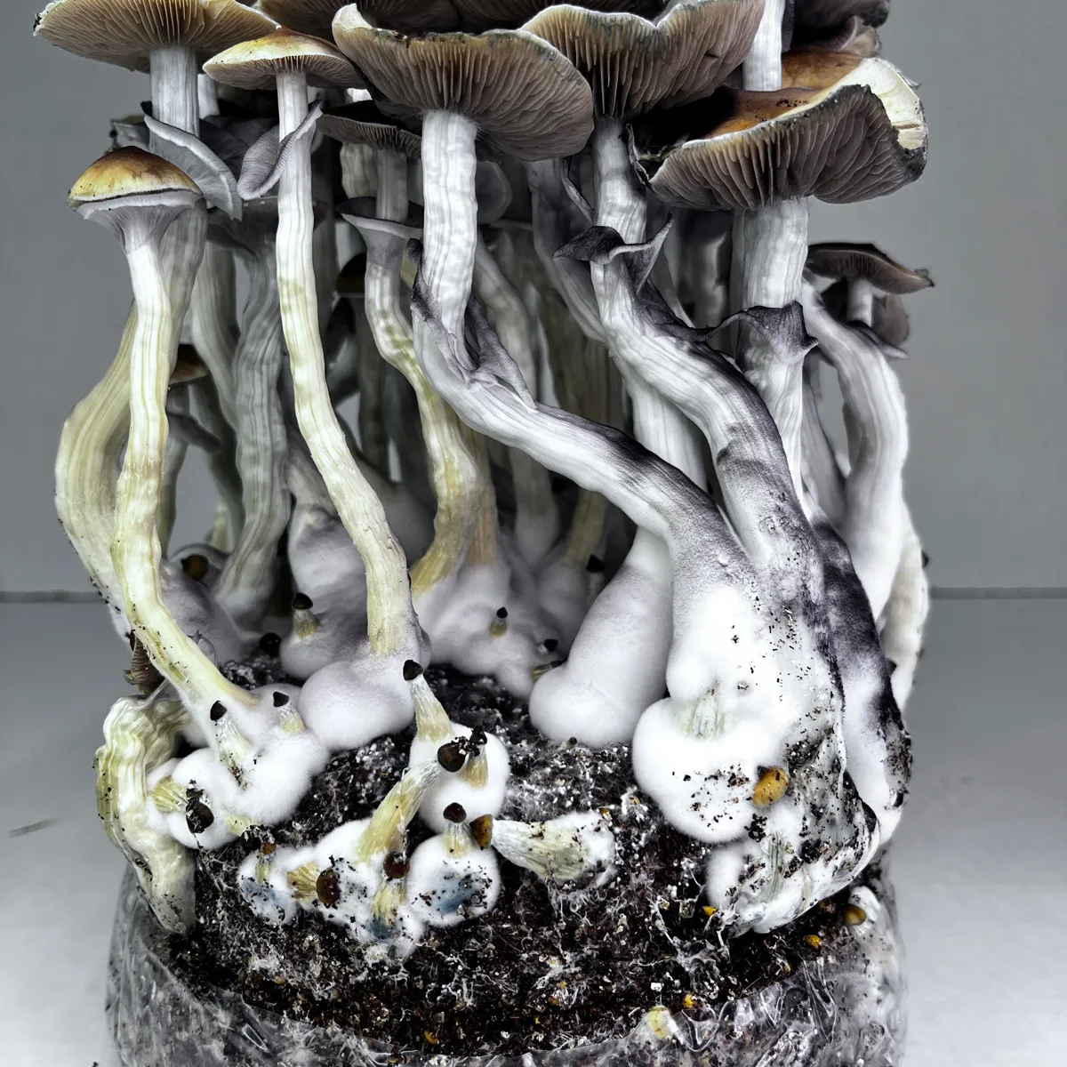 Bolsa Ready-2-Grow 'McKennaii' — imagen 3