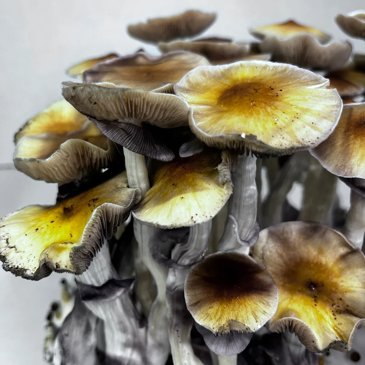 Bolsa Ready-2-Grow 'McKennaii' — imagen 4