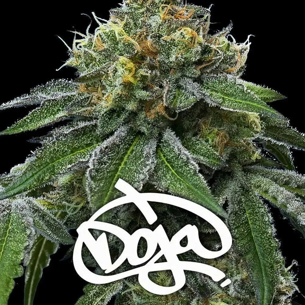 RS11 x Banana OG