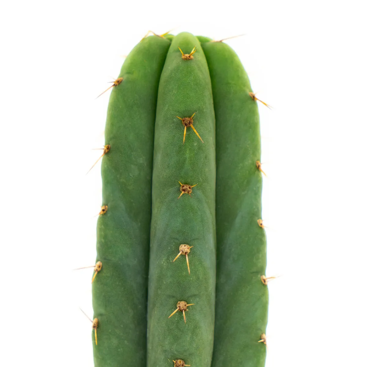 San Pedro — imagen 3