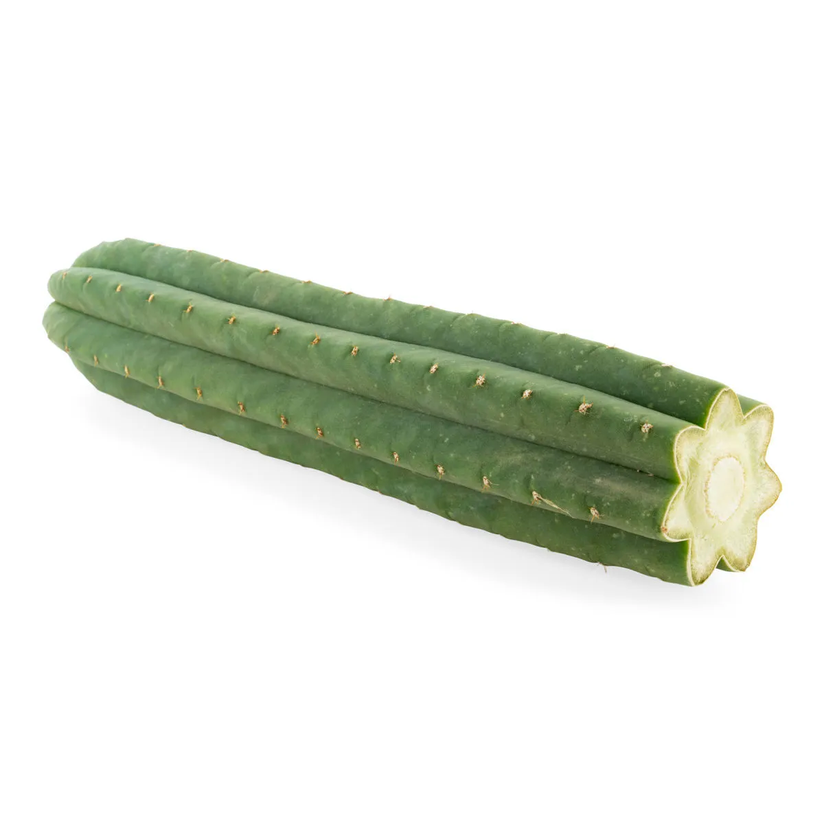 San Pedro de 7 costillas (Echinopsis pachanoi) — imagen 2