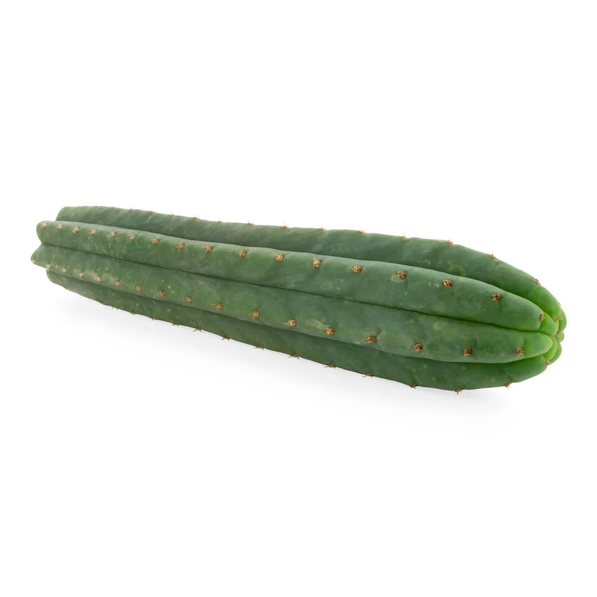 San Pedro de 7 costillas (Echinopsis pachanoi) — imagen 3