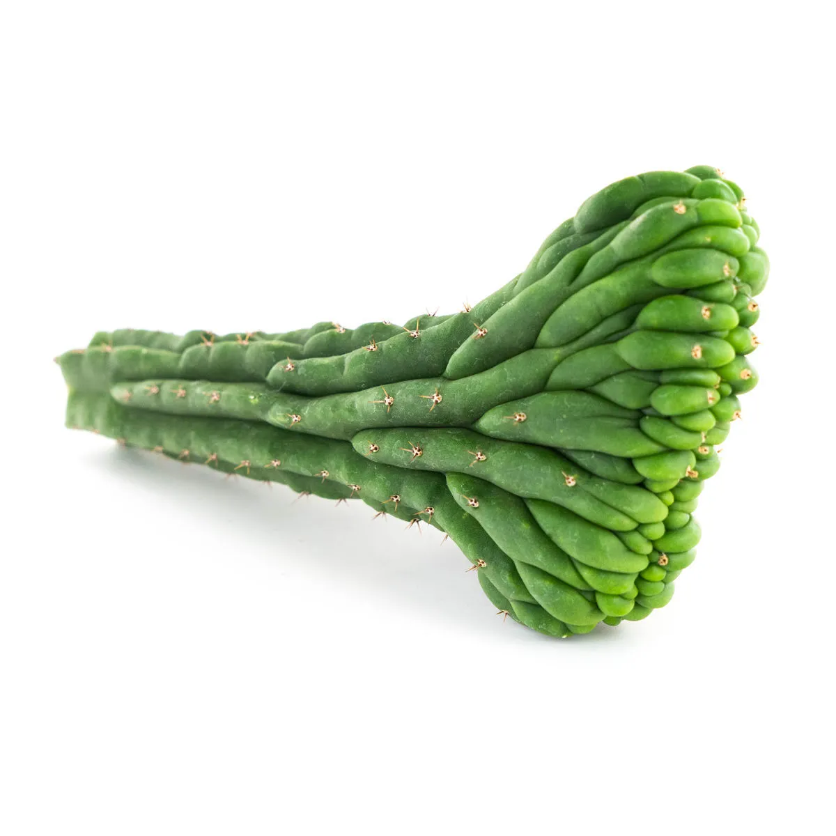 San Pedro Crested — imagen 3