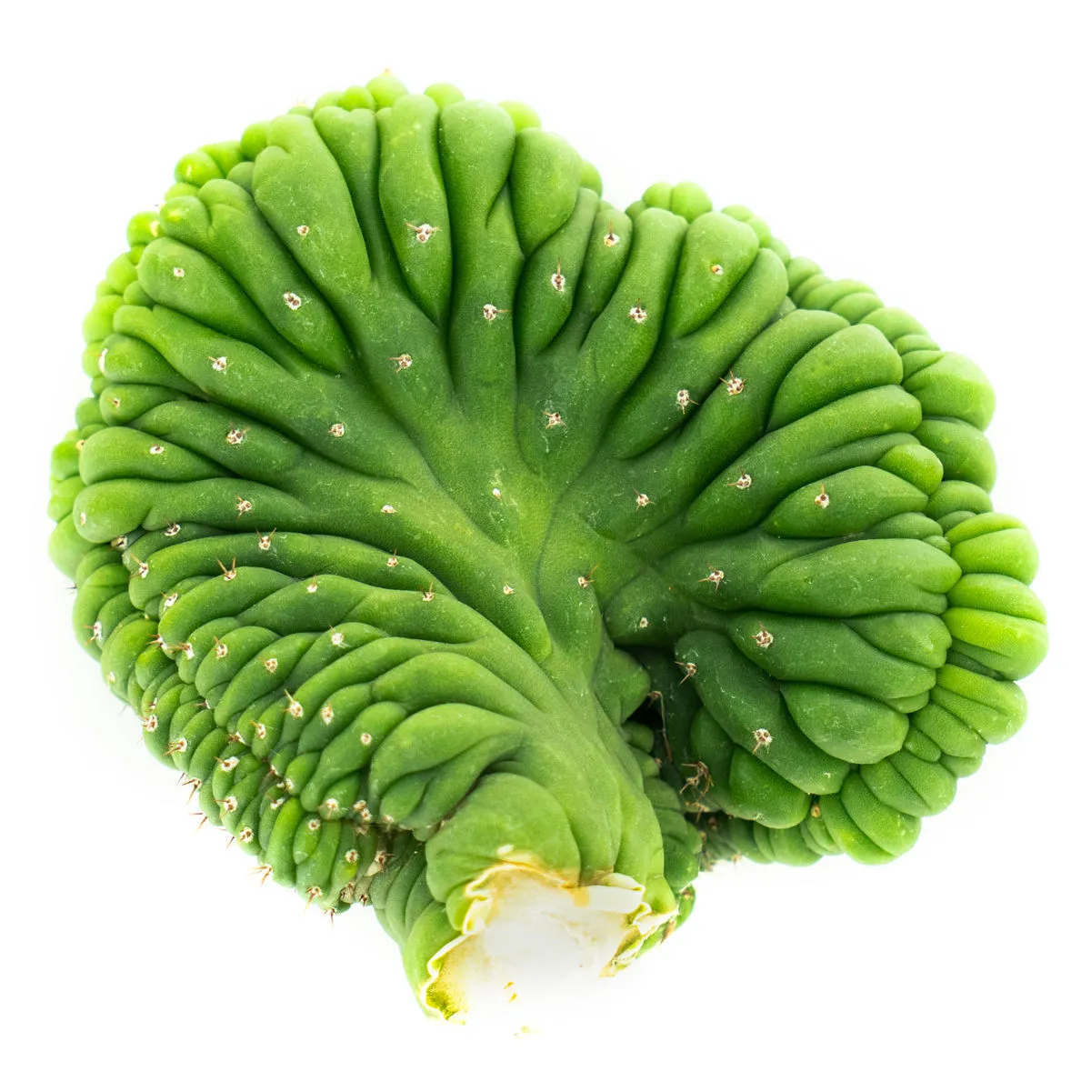 San Pedro Crested — imagen 4