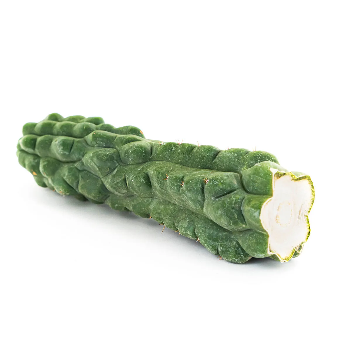 San Pedro (Echinopsis pachanoi) 'Monstrose' — imagen 2