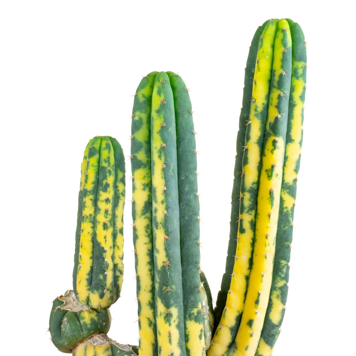 San Pedro variegado (Echinopsis pachanoi variegata) Buenavista — imagen 3