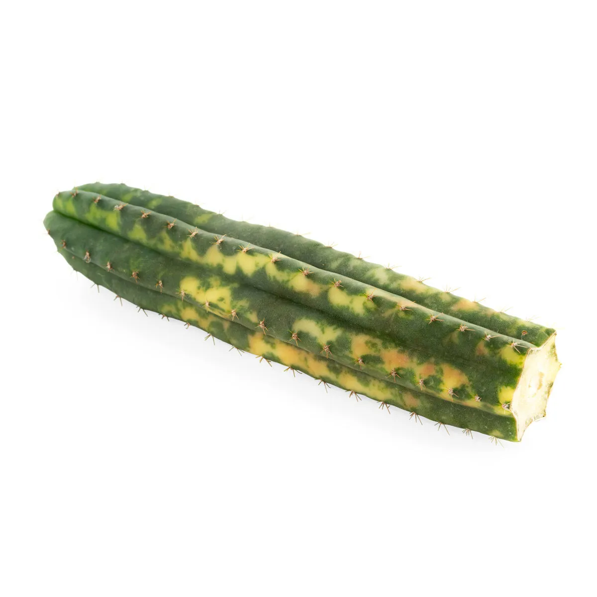San Pedro variegado (Echinopsis pachanoi variegata) Buenavista — imagen 4