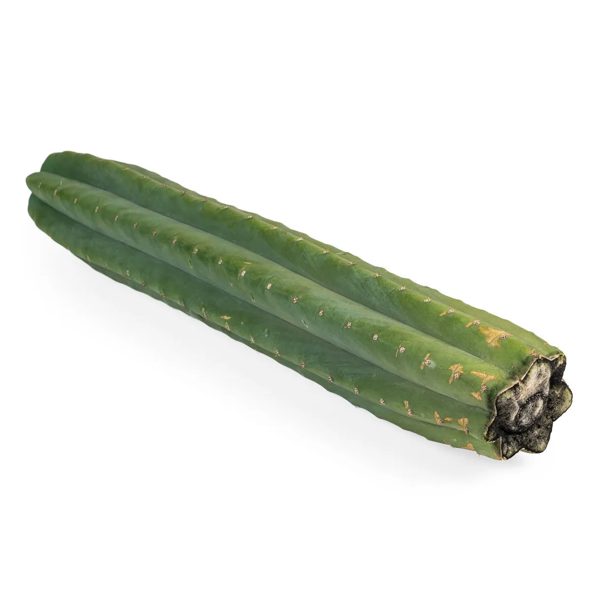 San Pedro XL (Echinopsis pachanoi) — imagen 2
