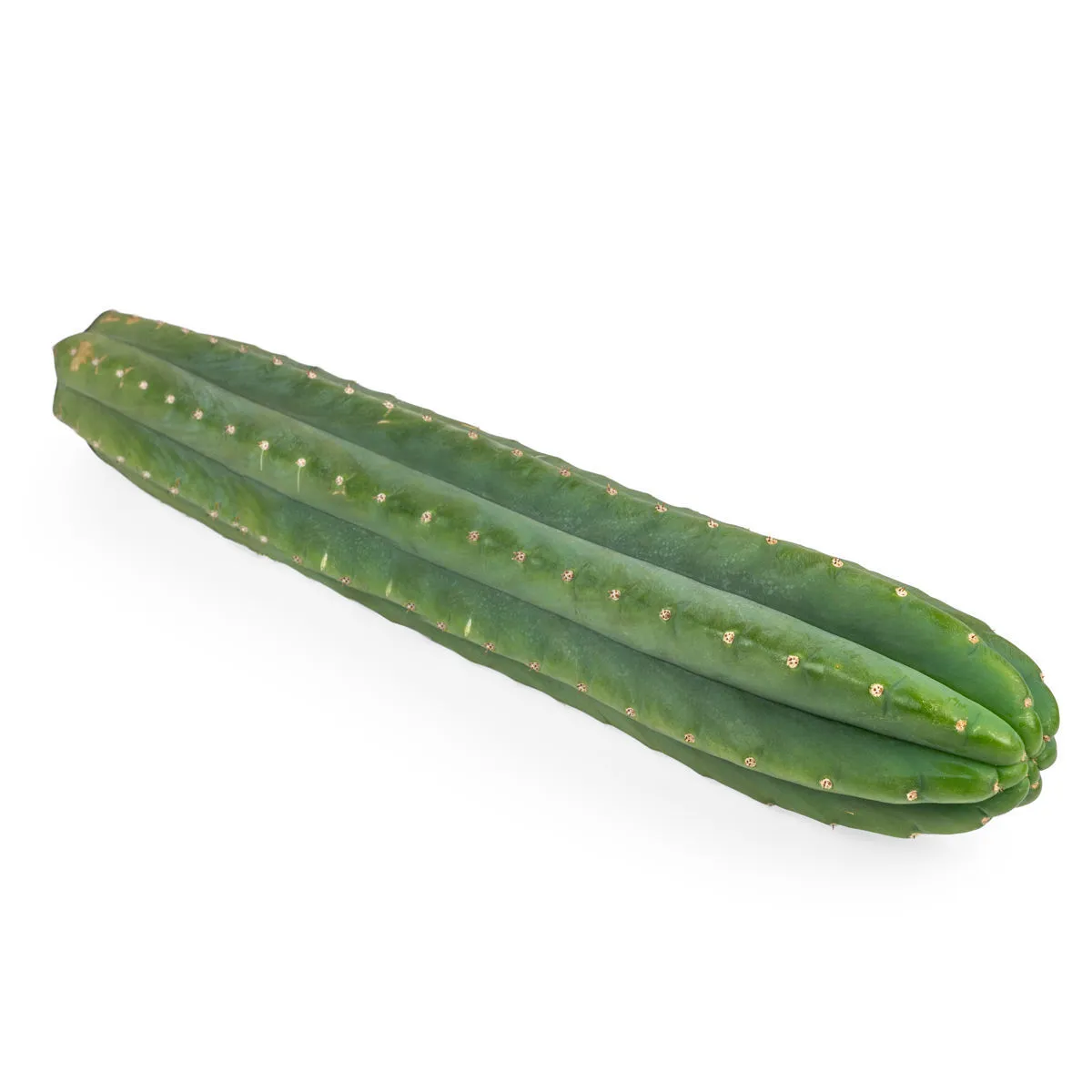 San Pedro XL (Echinopsis pachanoi) — imagen 3