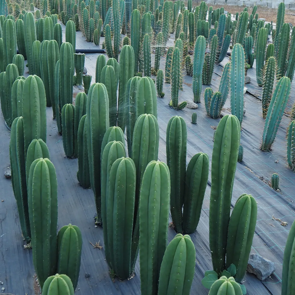 San Pedro XL (Echinopsis pachanoi) — imagen 4