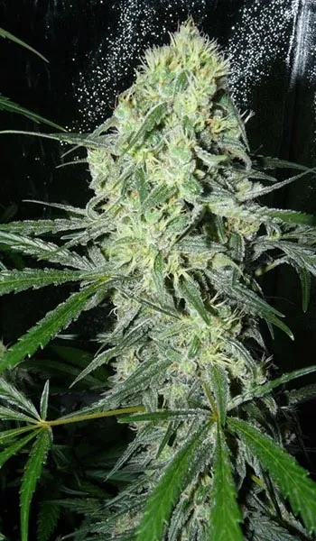 SexBud — imagen 2