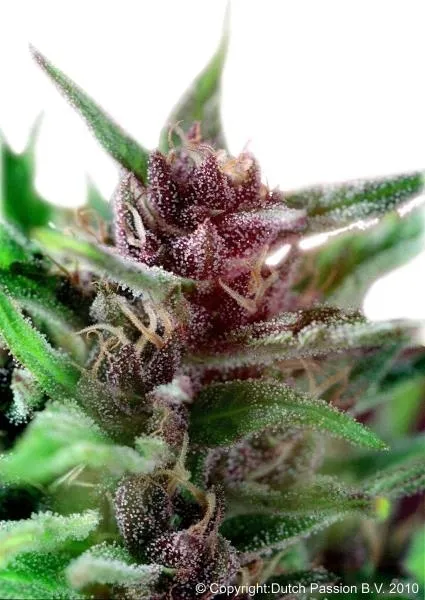 Shaman — imagen 2
