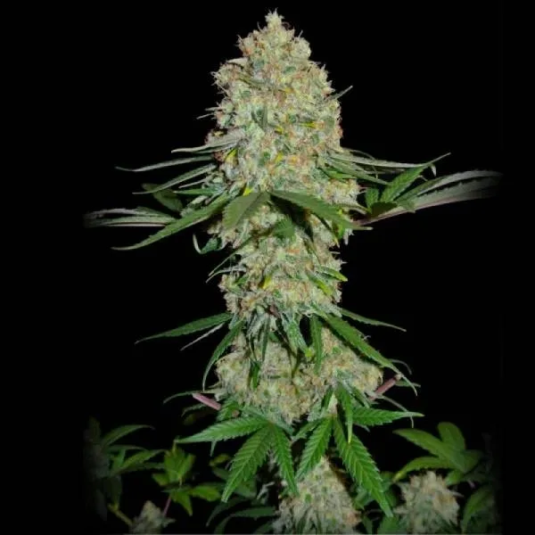 Silver Buddha Haze — imagen 2