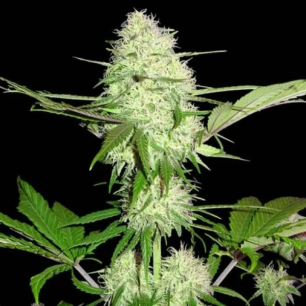 Silver Buddha Haze — imagen 3