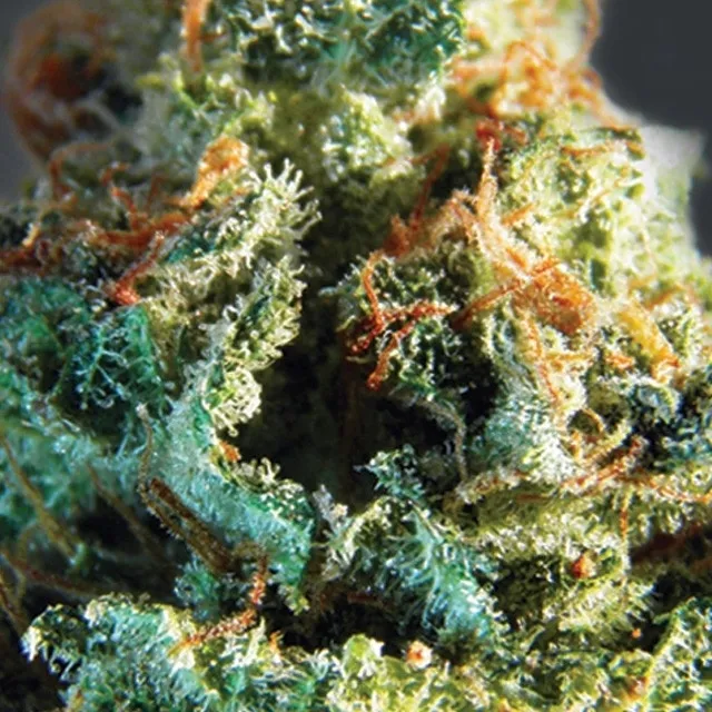 Silver Haze — imagen 2