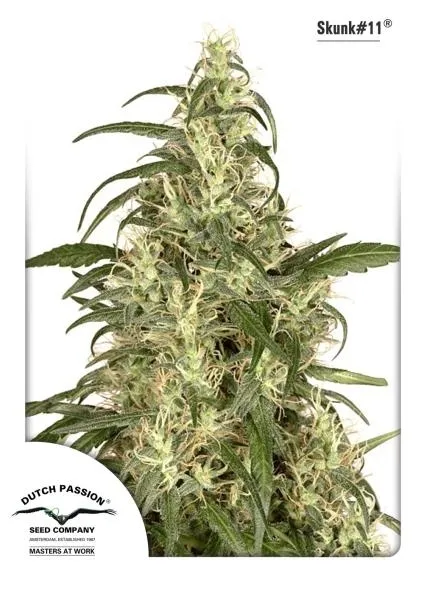Skunk 11 — imagen 2