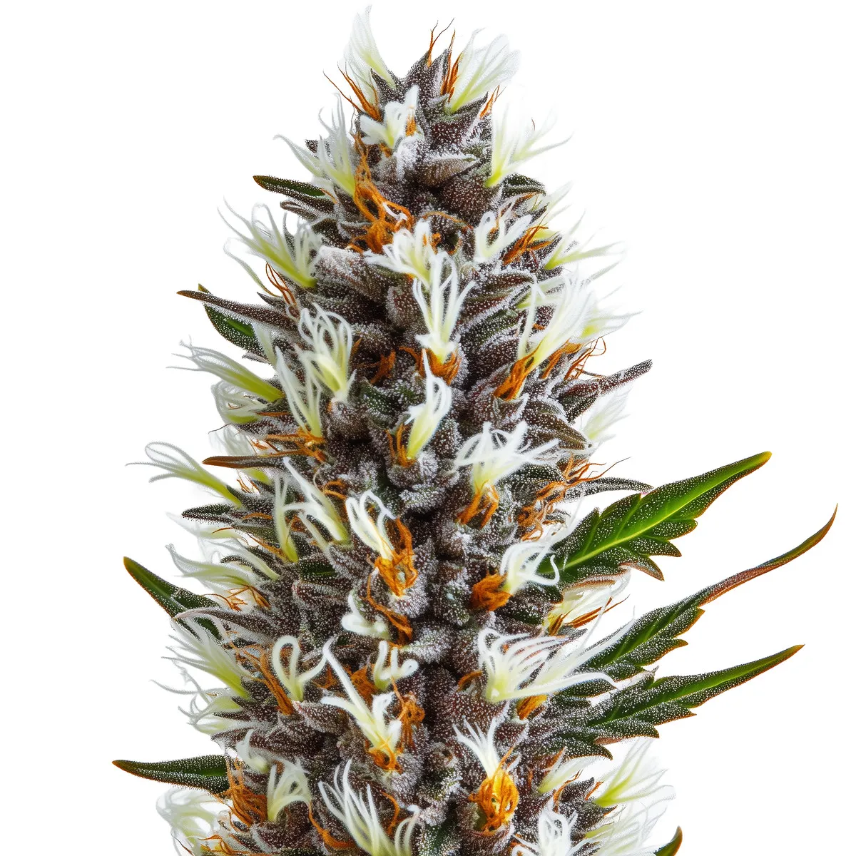 Skywalker OG Auto — imagen 2