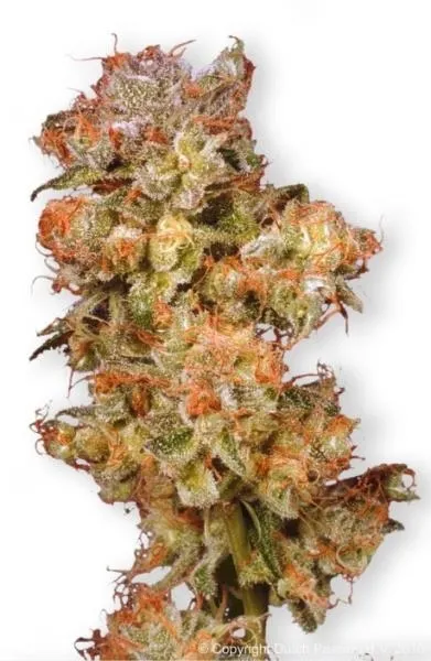 Snow Bud — imagen 2