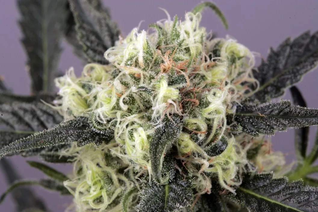 Snow Bud — imagen 3