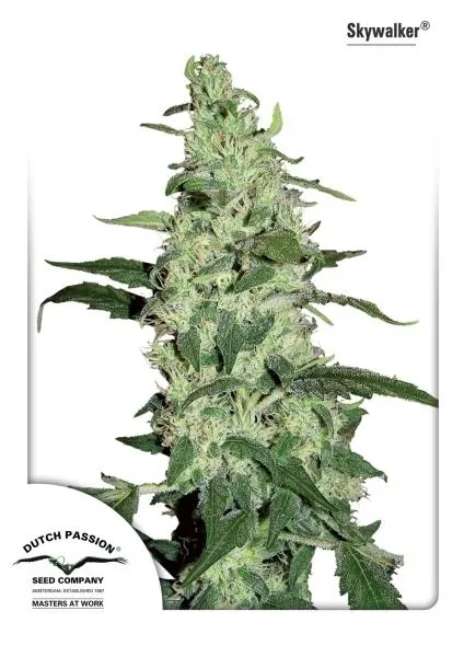 Snow Bud — imagen 4