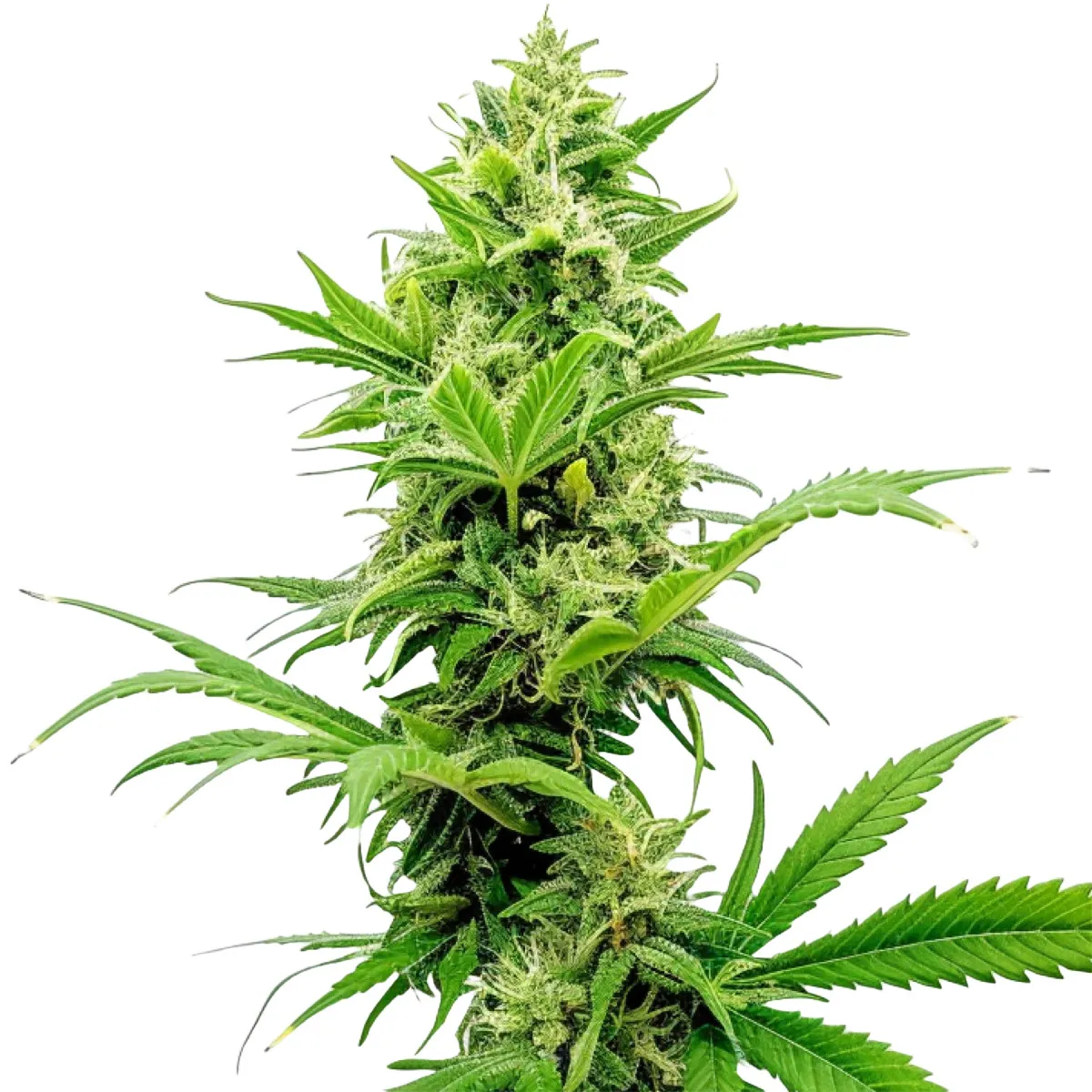 Sour Diesel — imagen 2