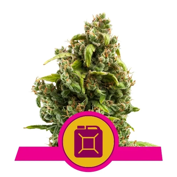 Sour Diesel — imagen 2