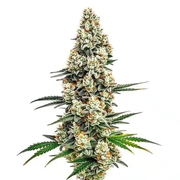 Stardawg — imagen 2